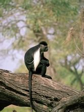 黑葉猴