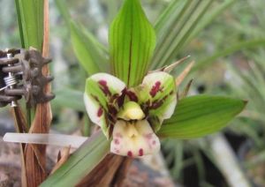 翠夢蕊蝶 翠夢蕊蝶