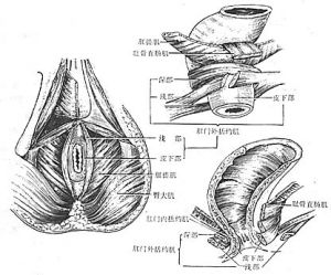 （圖）肛管直腸惡性黑色素瘤