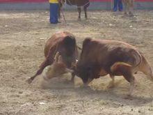 熱火朝天的黃牛節