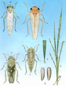 白翅葉蟬 白翅葉蟬