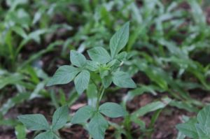 皺子白花菜 皺子白花菜