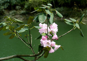 睡蓮葉杜鵑 睡蓮葉杜鵑