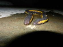 兩棲動物[漢語詞語]