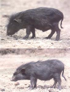 阿壩藏豬 阿壩藏豬