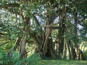 犁新田自然村 犁新田自然村