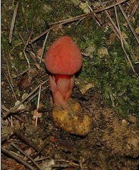 異株蛇菰 異株蛇菰