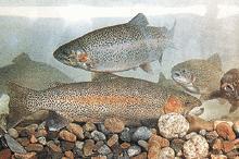 虹鱒[魚類動物]