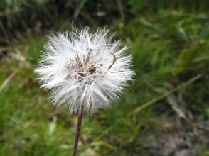 多毛蒲公英