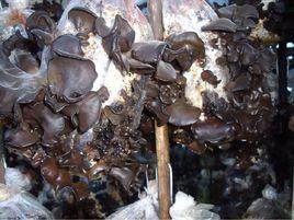 亞東黑木耳 亞東黑木耳