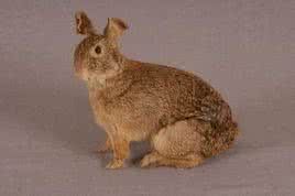 台灣野兔 台灣野兔