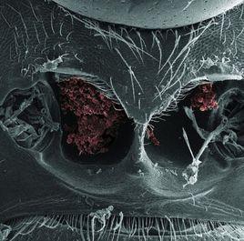 真菌共生者 真菌共生者