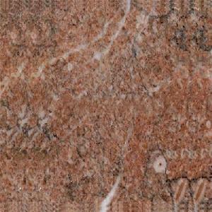 Rose Shoul Rose Shoul