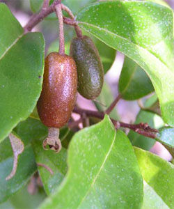 卷柱胡頹子 卷柱胡頹子