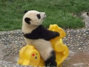 憨態可掬的國寶大熊貓