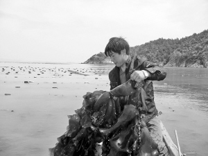 （圖）混血海帶