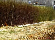 紫桿檉柳 紫桿檉柳