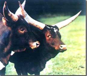 歐洲原牛 歐洲原牛