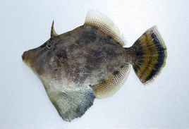 中華單角魨 中華單角魨