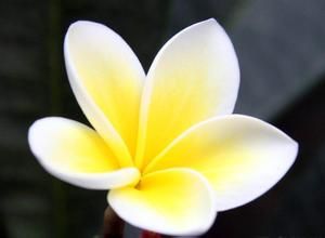 雞蛋花提取物 雞蛋花提取物