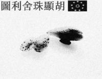 月霞[佛教學者、佛教教育家]