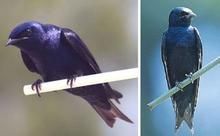 北美洲紫燕 北美洲紫燕