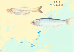 青帶小公魚 青帶小公魚