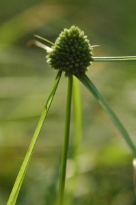 疏鱗莎草 疏鱗莎草