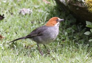 棕耳藪雀 棕耳藪雀