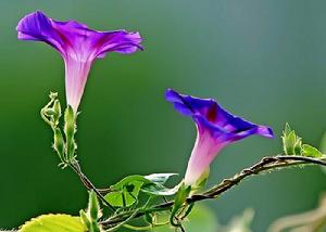 喇叭花子 喇叭花子