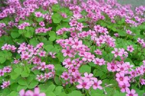 紅花酢漿草[牻牛兒苗目酢漿草科植物]