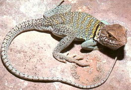 東部頸環蜥 東部頸環蜥