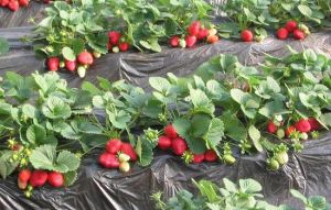 北京興壽秀秀草莓採摘園 北京興壽秀秀草莓採摘園