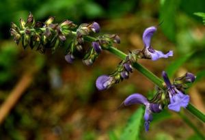 丹參花系 丹參花系