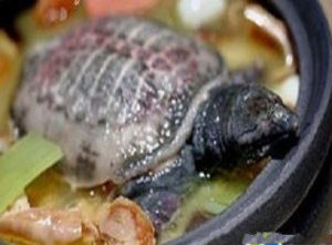 青蒿鱉甲湯 青蒿鱉甲湯