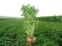 濰花9號 濰花9號