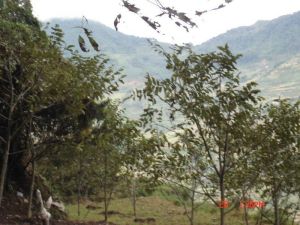 沙樂新村 沙樂新村