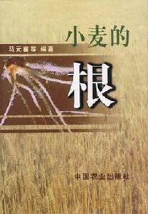 小麥的根 小麥的根