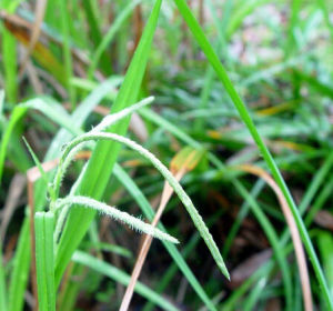 亞柄苔草 亞柄苔草