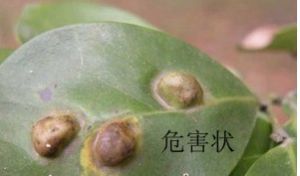 杭州新胸蚜  危害狀