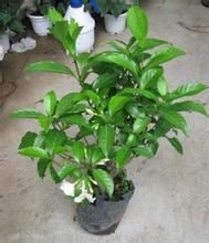 馬蹄香族 馬蹄香族