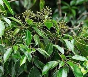 星毛青岡 星毛青岡