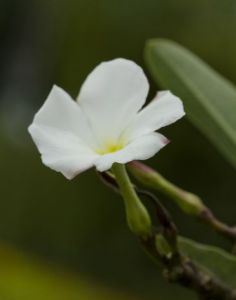 碧綠米仔蘭 碧綠米仔蘭