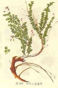 小葉三點金 小葉三點金