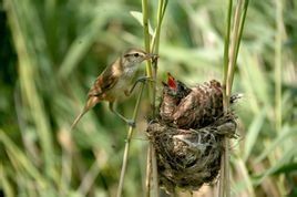 鵲巢鳩占 鵲巢鳩占