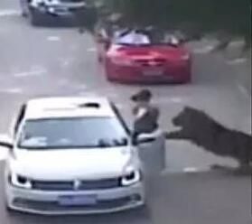 7·23北京八達嶺野生動物園老虎傷人事件 7·23北京八達嶺野生動物園老虎傷人事件