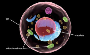 線粒體神經胃腸型腦肌病 線粒體神經胃腸型腦肌病