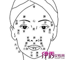 面部反射區掛圖 面部反射區掛圖