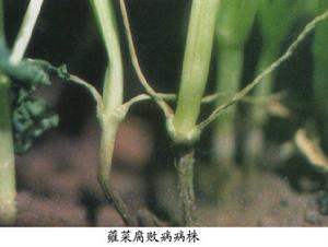 蕹菜腐敗病 蕹菜腐敗病