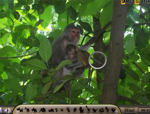 小猴子找東西 小猴子找東西